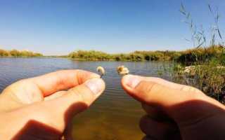 Рыбалка на опарыша: чем кормить личинку и как правильно насаживать