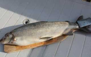 Сплав по реке. Рыбалка сплавом. Сплавная ловля рыбы || Сеть рыболовная наплавная