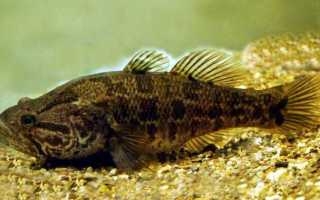 Ловля ротана на поплавочную удочку весной, летом и осенью