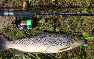 Места обитания различных видов форели