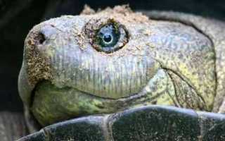 Как лечить грибок и микоз у красноухих и сухопутных черепах