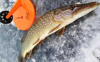 Сообщества › Охота и Рыбалка › Блог › Рыбалка на реке «Беренжа» в Хабаровском крае.