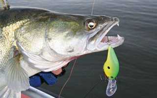 Rapala Scatter Rap Shad Deep