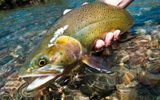 Чистка рыбы керхером