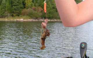 Как правильно ловить раков