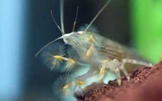 Содержание и размножение в аквариуме банановых креветок фильтраторов