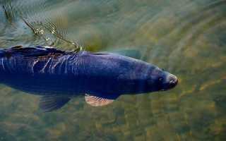 Ловля карпа в августе