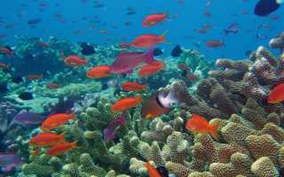 Красоты подводного мира океана