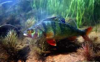 Ловля окуня руками, полная информация, советы и секреты